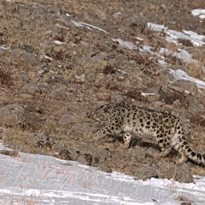 Wild male Snow Leopard (Panthera uncia) walking through barren terrain with snow covered patches