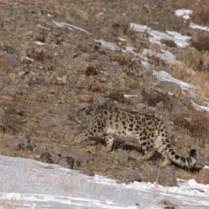 Wild male Snow Leopard Print, Altai mountains, Mongolia Wild male Snow Leopard Print, Altai mountains, Mongolia