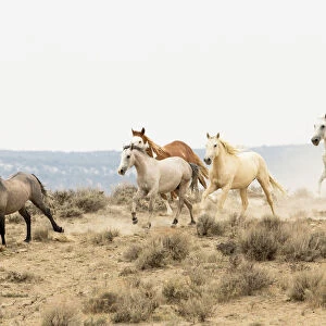 Wild Mustang horses running, Sand Wash Basin Herd Area, Colorado, USA