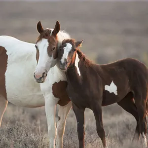 Wild Mustang pinto foal nuzzling up to mother, Sand Wash Basin Herd Area, Colorado, USA