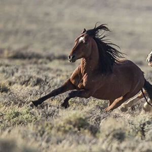 Wild Mustang stallion chasing another away from his family in White Mountain Herd Area