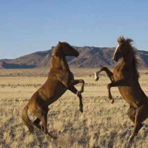 Two wild Namib stallions fighting, Namib Nakluft National Park, Namib Desert, Namibia