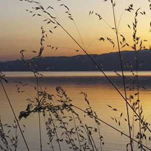 Wild oat grass (Avena fatua) silhouetted against the sun setting over Lake Ohrid