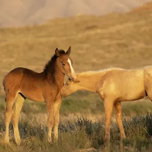 Two wild Onaqui colts (Equus ferus) greeting one another. Onaqui Mountain Herd Management Area, Utah, USA. September Two wild Onaqui colts (Equus ferus) greeting one another. Onaqui Mountain Herd Management Area, Utah, USA. September