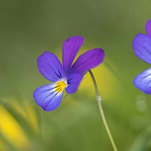 Wild pansy (Viola tricolor) Nordtirol, Austrian Alps, Austria, July