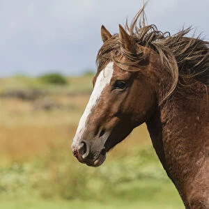 Wild Rapa Nui horse / stallion, Rapa Nui National Park UNESCO World Heritage Site