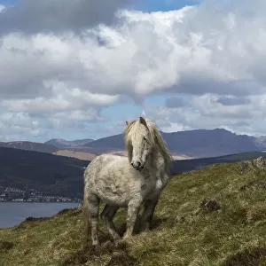 Wild rare Eriskay horse, stallion, standing alert on Holy Isle, Scotland, UK