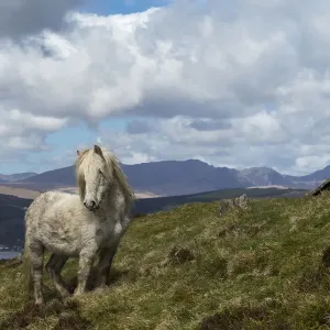 Wild Eriskay Horse Stallion Print Wild Eriskay Horse Stallion Print