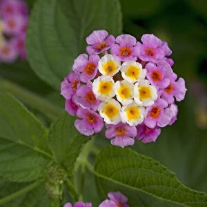 Wild sage (Lantana camara), flowers turn pink following pollination. Native to tropical America