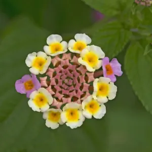 Wild sage (Lantana camara), flowers turn pink following pollination. Native to tropical America Wild sage (Lantana camara), flowers turn pink following pollination. Native to tropical America