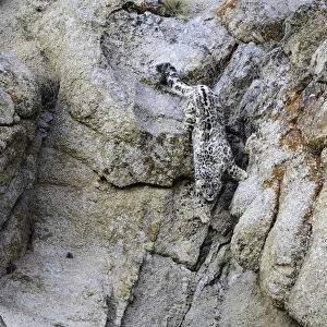 Wild snow leopard (Panthera uncia) bounding down steep rock face in pursuit of prey