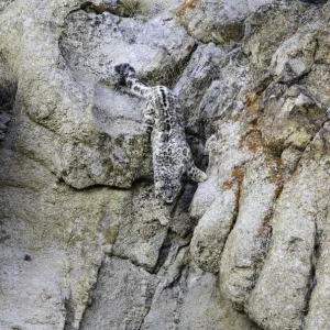 Wild snow leopard (Panthera uncia) bounding down steep rock face in pursuit of prey