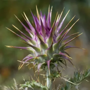 Wild Thistelschlangen (Cynara humilis), Naturpark Südwest-Alentejo und Costa Vicentina Wild Thistelschlangen (Cynara humilis), Naturpark Südwest-Alentejo und Costa Vicentina