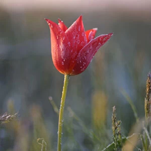 Wild tulip (Tulipa schrenkii) flower in frost, Rostovsky Nature Reserve, Rostov Region