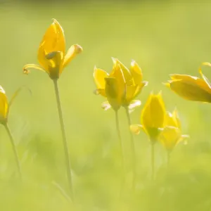 Wild tulip print, a naturalised plant in the UK Wild tulip print, a naturalised plant in the UK