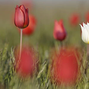 Wild tulips (Tulipa schrenkii) in flower, one white, the rest red, Rostovsky Nature Reserve