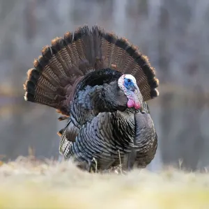 Wild turkey (Meleagris gallopavo) male displaying during spring mating season Wild turkey (Meleagris gallopavo) male displaying during spring mating season