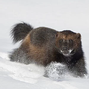 Wild Wolverine (Gulo gulo) walking in snow, Mainua Kajaani, Finland. March