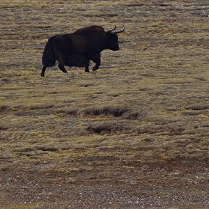 Wild yak, (Bos mutus), Keke Xili, Changtang, Tibetan Plateau, Qinghai, China