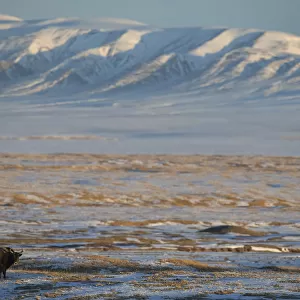 Wild yak (Bos mutus) in snow covered steppe, mountains in background
