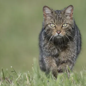 Wildcat (Felis silvestris) Vosges, France, June