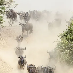 Wildebeest (Connchaetes taurinus) running down bank of the Mara River during migration