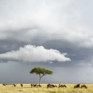 Wildebeest (Connochaetes taurinus) herd below stormy sky during migration, Masai-Mara game reserve Wildebeest (Connochaetes taurinus) herd below stormy sky during migration, Masai-Mara game reserve
