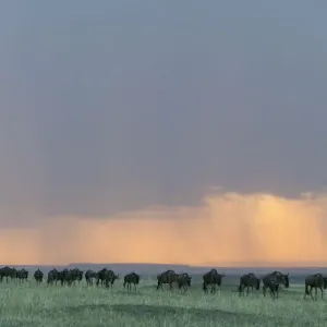 Wildebeest Print: Herd Walking in Line at Sunset Wildebeest Print: Herd Walking in Line at Sunset
