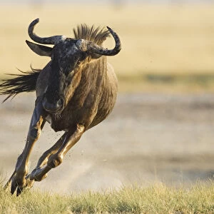 Wildebeest {Connochaetes taurinus} running. Namibia
