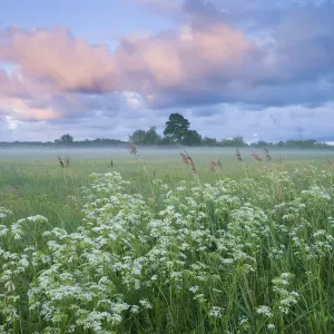 Blumenwiese am Morgen im Nemunas-Delta in Litauen Juni 2009 Blumenwiese am Morgen im Nemunas-Delta in Litauen Juni 2009