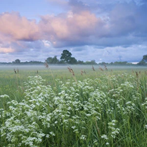 Wildflower meadow at dawn, Nemunas Delta, Lithuania, June 2009