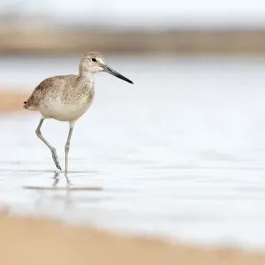 Willet (Tringa semipalmata), Guerrero Negro, El Vizcaino Biosphere Reserve, Baja California, Mexico, March Willet (Tringa semipalmata), Guerrero Negro, El Vizcaino Biosphere Reserve, Baja California, Mexico, March