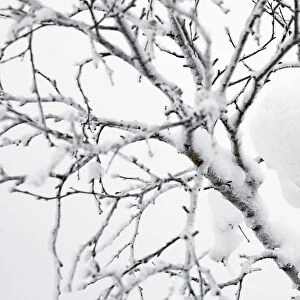 Willow grouse (Lagopus lagopus) feeding in snow laden tree, Inari Kiilop Finland January
