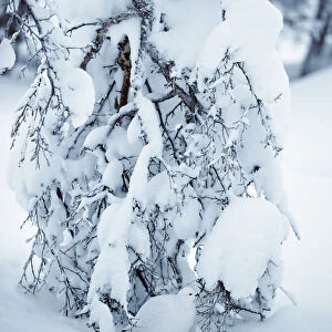 Willow grouse (Lagopus lagopus) sheltering under snow laden tree, Inari Kiilopa Finland