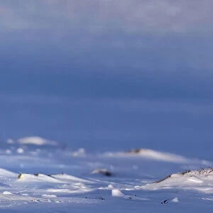 Willow grouse (Lagopus lagopus) winter plumage, in flight, Utsjoki, Finland. February