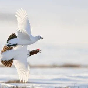 Willow grouse / ptarmigan (Lagopus lagopus) pair in flight, Agapa River, Taimyr Peninsula Willow grouse / ptarmigan (Lagopus lagopus) pair in flight, Agapa River, Taimyr Peninsula
