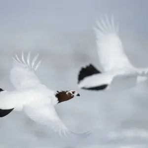 Willow Ptarmigan Print in Flight, Siberia Willow Ptarmigan Print in Flight, Siberia