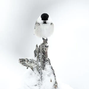 Willow Tit (Poecile montanus) on a snowy branch. Utsjoki, Finland, February