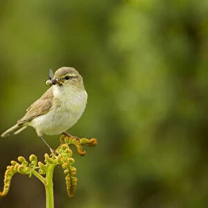 Willow warbler (Phylloscopus trochilus) perched on fern with prey in beak, Murlough Nature Reserve