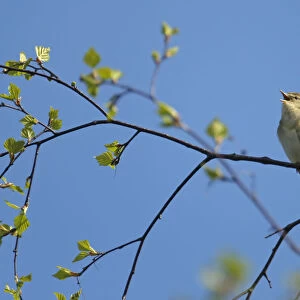 Willow warbler (Phylloscopus trochilus) singing in birch tree at Frensham Common nature reserve