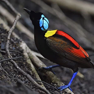 Wilsons bird-of-paradise (Cicinnurus respublica), Waigeo, Raja Ampat, Western Papua