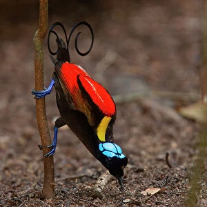 Wilson's bird of paradise (Cicinnurus respublica) male, courtship display, Batanta Island, West Papua, Indonesia