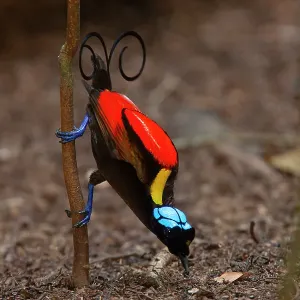 Wilson's bird of paradise male courtship display print Wilson's bird of paradise male courtship display print
