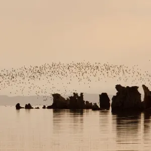 Wilsons Phalaropes (Phalaropus tricolor), flock flying over tufa formations at Mono Lake Wilsons Phalaropes (Phalaropus tricolor), flock flying over tufa formations at Mono Lake