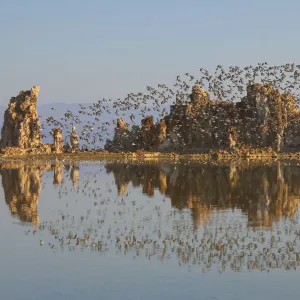 Wilsons Phalaropes (Phalaropus tricolor) flock flying over tufa formations at