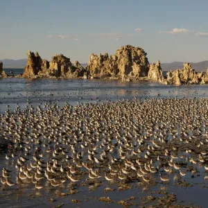 Wilsons Phalaropes (Phalaropus tricolor) large flock on the shore at Mono Lake in late summer Wilsons Phalaropes (Phalaropus tricolor) large flock on the shore at Mono Lake in late summer
