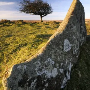 Windswept tree with rock in foreground, Combestone tor, Dartmoor, Devon, UK. March 08 Windswept tree with rock in foreground, Combestone tor, Dartmoor, Devon, UK. March 08