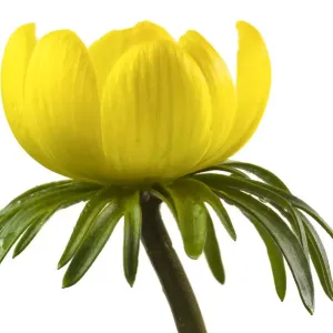 Winter aconite close-up print Winter aconite close-up print