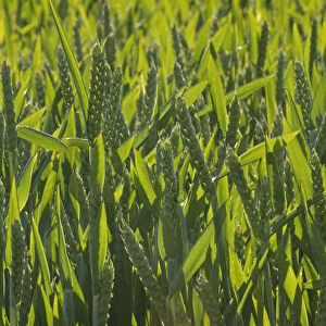 Winter Wheat crop (Triticum aestivum) grown at RSPBs Hope Farm, Cambridgeshire