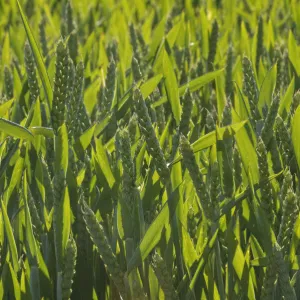 Winter Wheat crop (Triticum aestivum) grown at RSPBs Hope Farm, Cambridgeshire